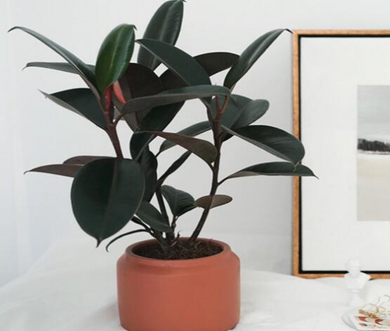 橡皮树放在什么地方好，放在客厅可以带来好运连连