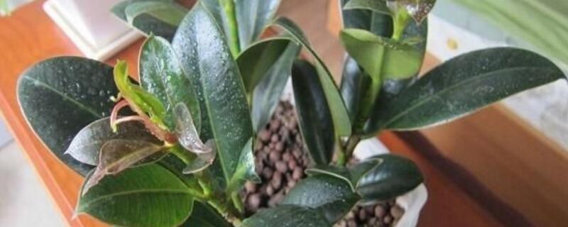 橡皮树修剪办法