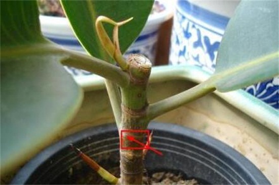 橡皮树修剪办法