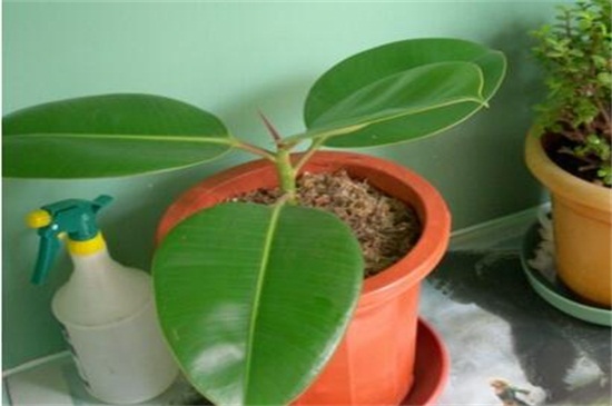 橡皮树如何修剪