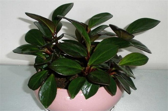 橡皮树如何修剪