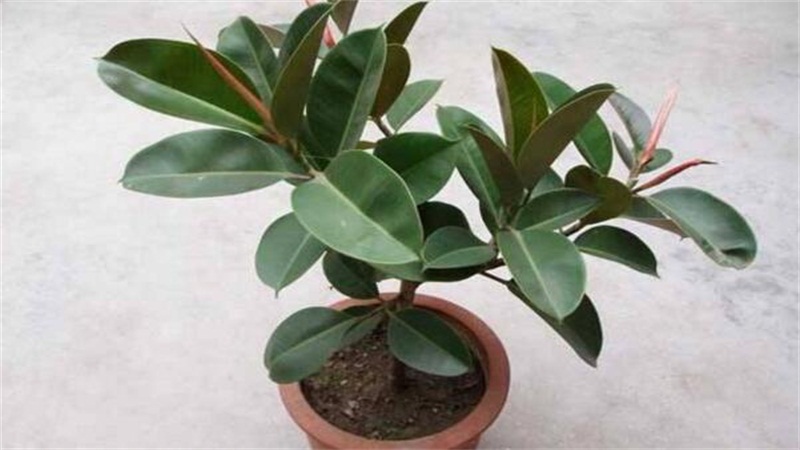 橡皮树的养殖办法和留意事项