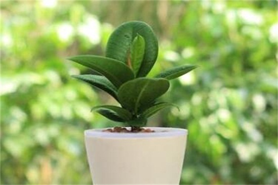 橡皮树的养殖办法和留意事项