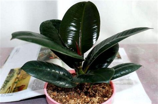 橡皮树的养殖办法和留意事项