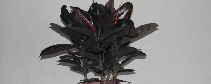 橡皮树如何养长得快