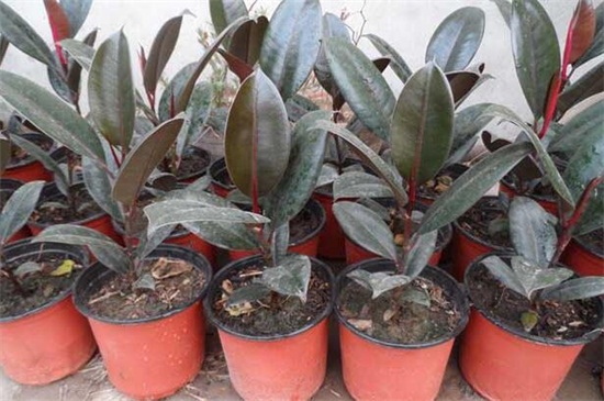 橡皮树如何养长得快