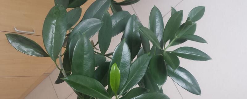 橡皮树不长新叶如何办