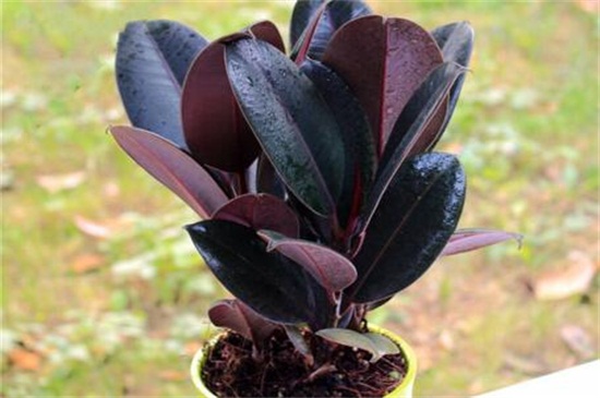 橡皮树不长新叶如何办