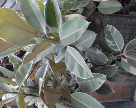 橡皮树受冻了如何办，只要枝干没冻坏都能存活