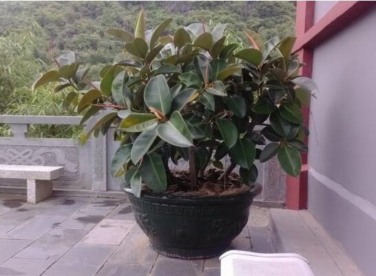 橡皮树受冻了如何办，只要枝干没冻坏都能存活