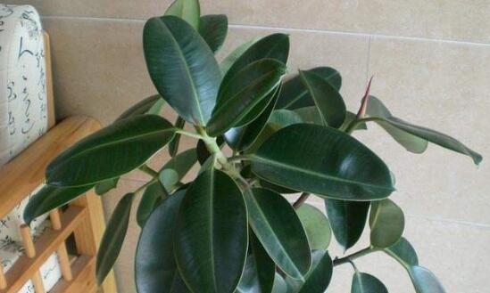 橡皮树受冻了如何办，只要枝干没冻坏都能存活