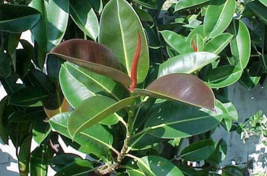 橡皮树受冻了如何办，只要枝干没冻坏都能存活