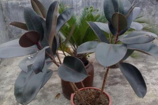 橡皮树受冻了如何办，只要枝干没冻坏都能存活