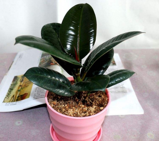 橡皮树可以放在卧室吗：可以，橡皮树对人体无害，还可净化空气，还很耐阴