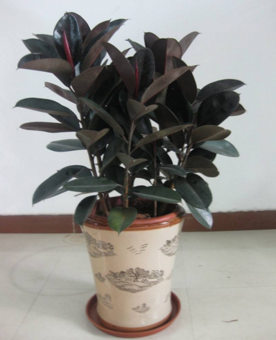 橡皮树可以放在卧室吗：可以，橡皮树对人体无害，还可净化空气，还很耐阴