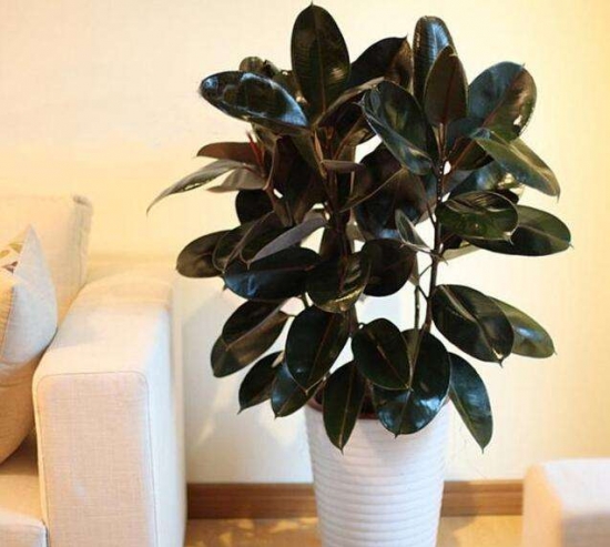 橡皮树可以放在卧室吗：可以，橡皮树对人体无害，还可净化空气，还很耐阴