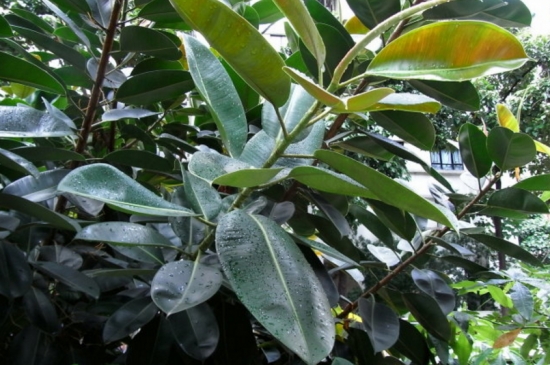 橡皮树夏季如何养 橡皮树夏季如何养:喜光通风保湿润