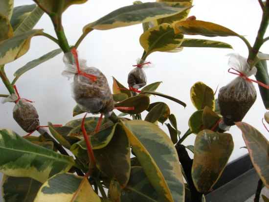 如何环剥压条繁殖橡皮树