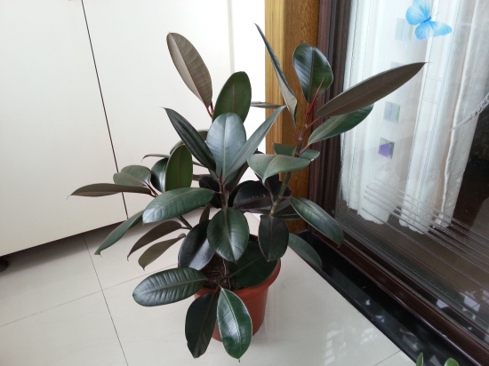 橡皮树叶片变黄弯曲如何办