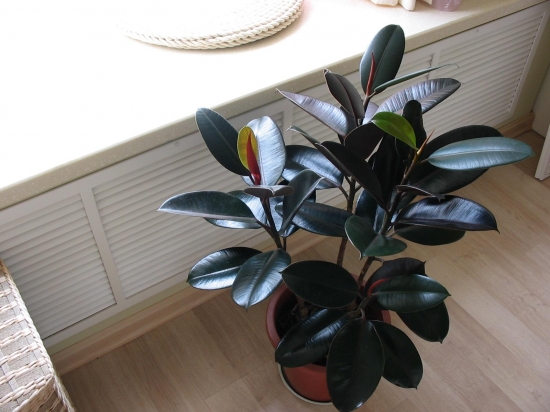 橡皮树基叶脱落了如何办