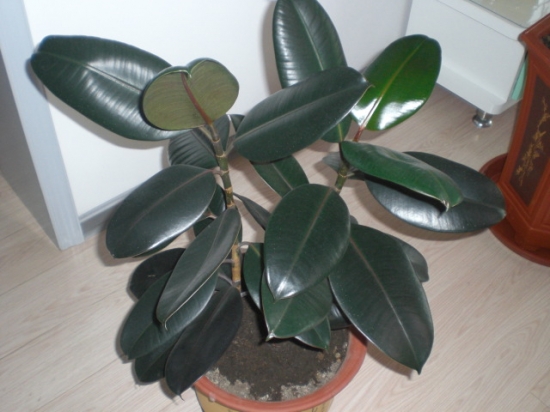 如何使橡皮树绿叶常青