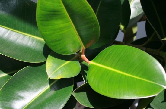 橡皮树 如何科学栽培橡皮树