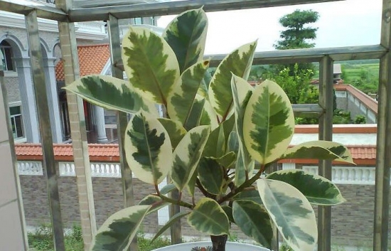 花叶橡皮树 您了解花叶橡皮树吗