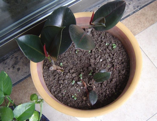 橡皮树的繁殖：有具体的组图解说