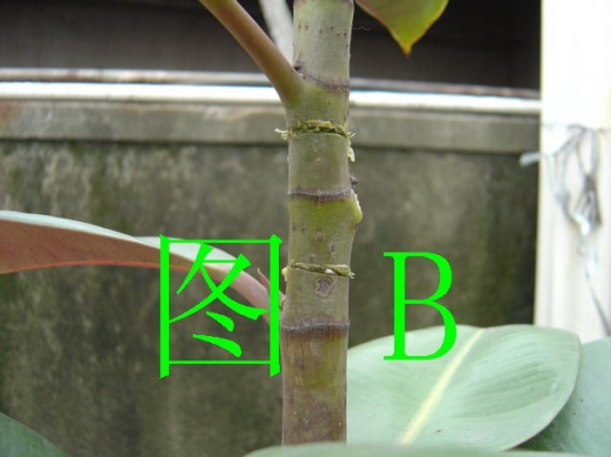 橡皮树的繁殖：有具体的组图解说