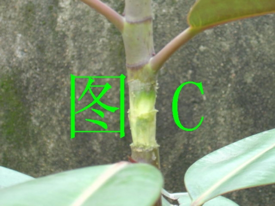 橡皮树的繁殖：有具体的组图解说