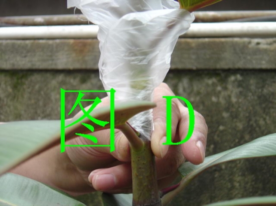橡皮树的繁殖：有具体的组图解说