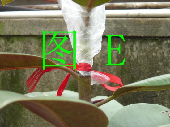 橡皮树的繁殖：有具体的组图解说