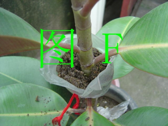 橡皮树的繁殖：有具体的组图解说