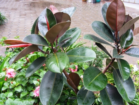 橡皮树修剪：整形修剪原理图文