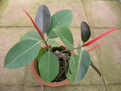 橡皮树盆景 橡皮树的养殖办法和留意事项:摆放和浇水很重要