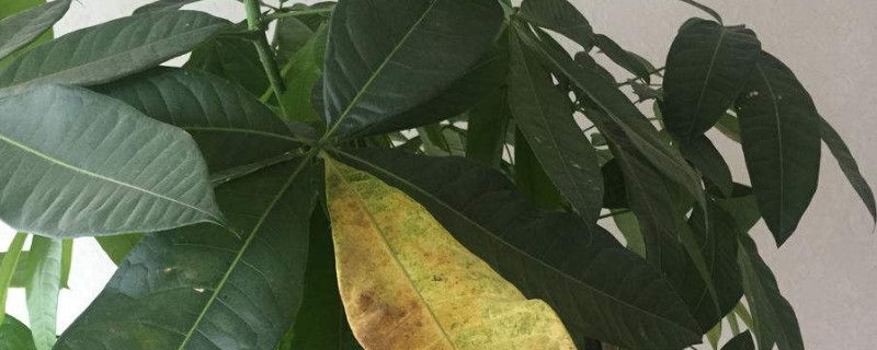 发财树上有粘液是如何回事