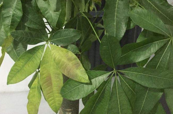 发财树上有粘液是如何回事