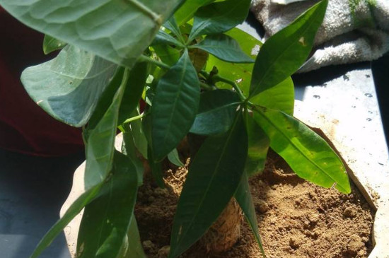 发财树上有粘液是如何回事