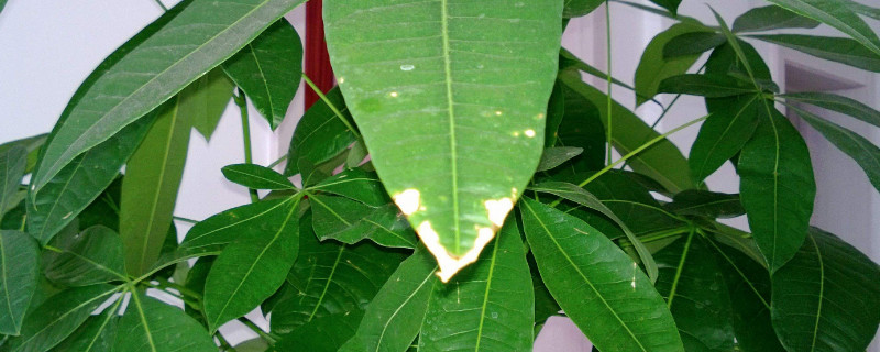 发财树水浇多了开始腐烂如何办