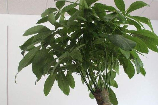 发财树水浇多了开始腐烂如何办