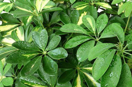 发财树水浇多了开始腐烂如何办