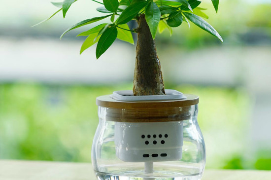 发财树可以水培养吗