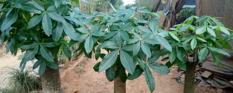 发财树营养液使用办法