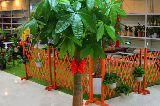 发财树营养液使用办法