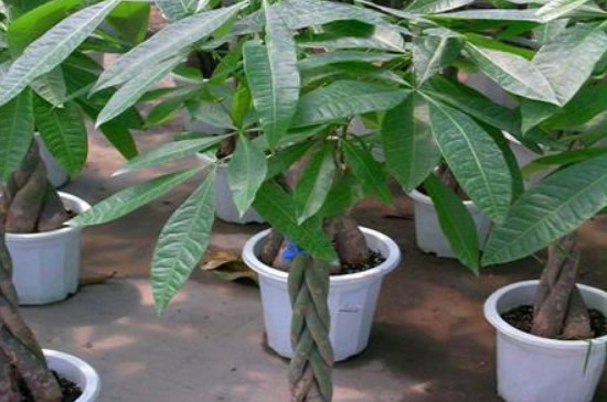 发财树营养液使用办法