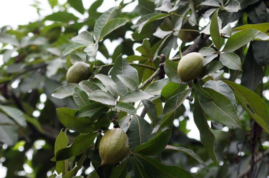 瓜栗的果实可以吃吗