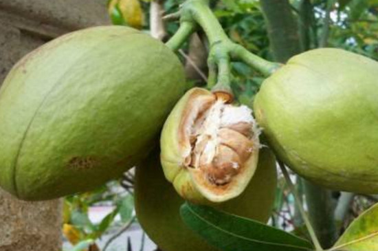 瓜栗的果实可以吃吗