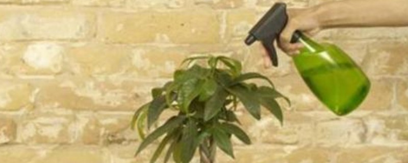 夏季发财树叶子发黄