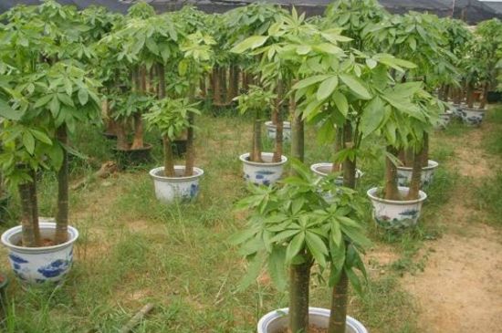 夏季发财树叶子发黄