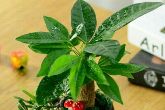 夏季发财树叶子发黄